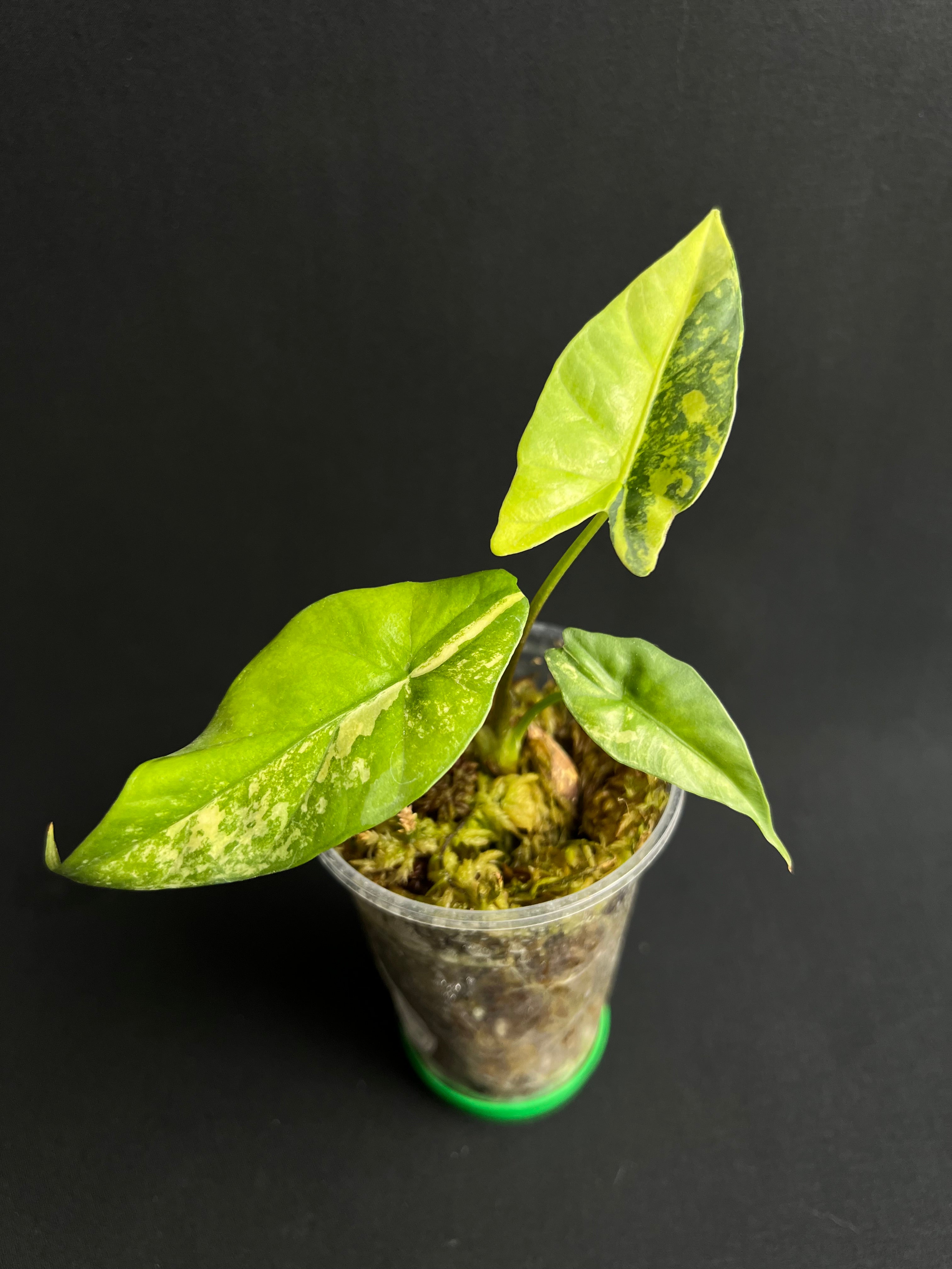 Alocasia Simpo Aurea Variegata #6