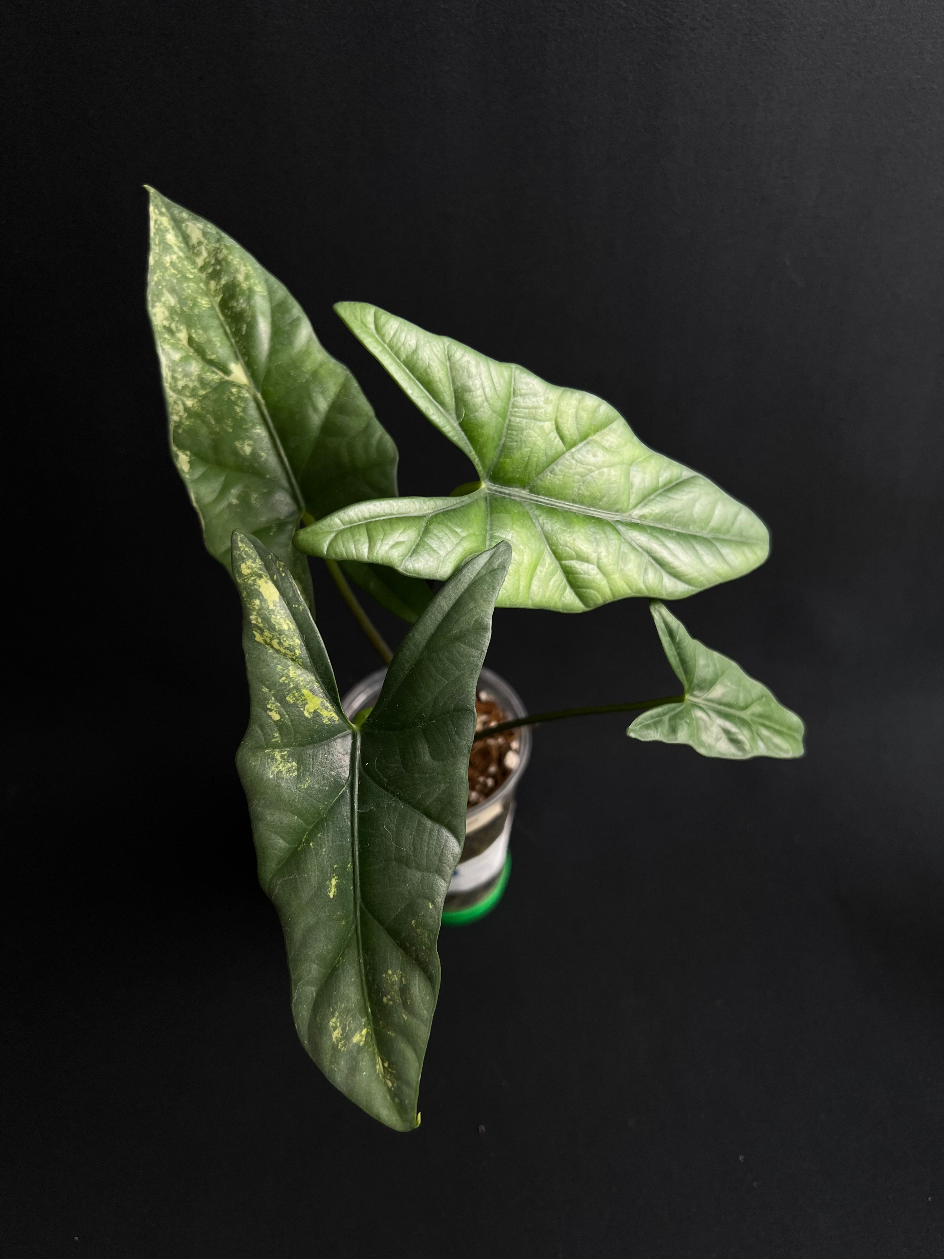 Alocasia Simpo Aurea Variegata #5