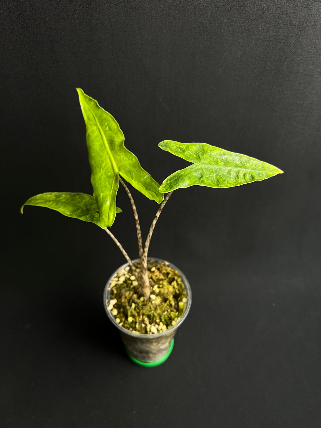Alocasia Reticulata