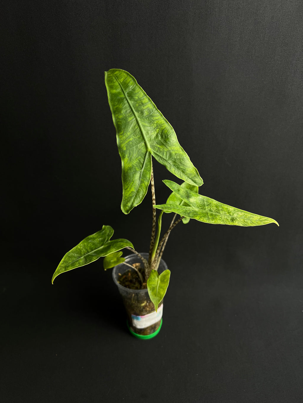 Alocasia Reticulata