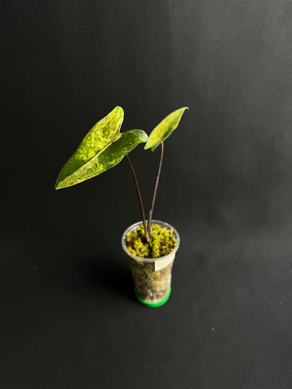 Alocasia Zebrina Black Stem Aurea Variegata