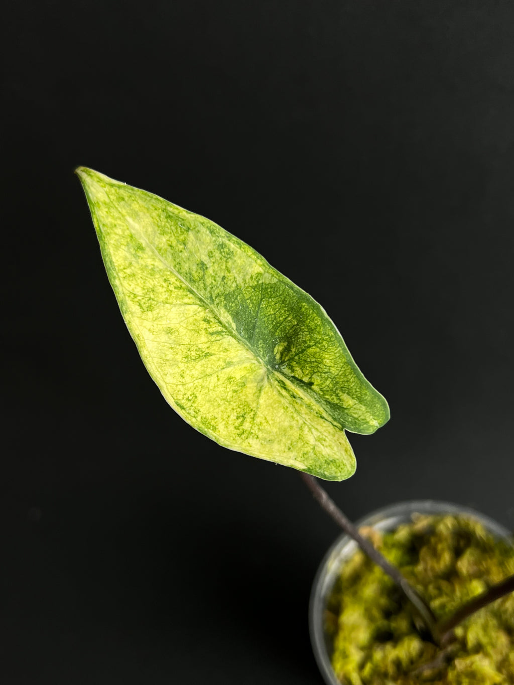Alocasia Zebrina Black Stem Aurea Variegata