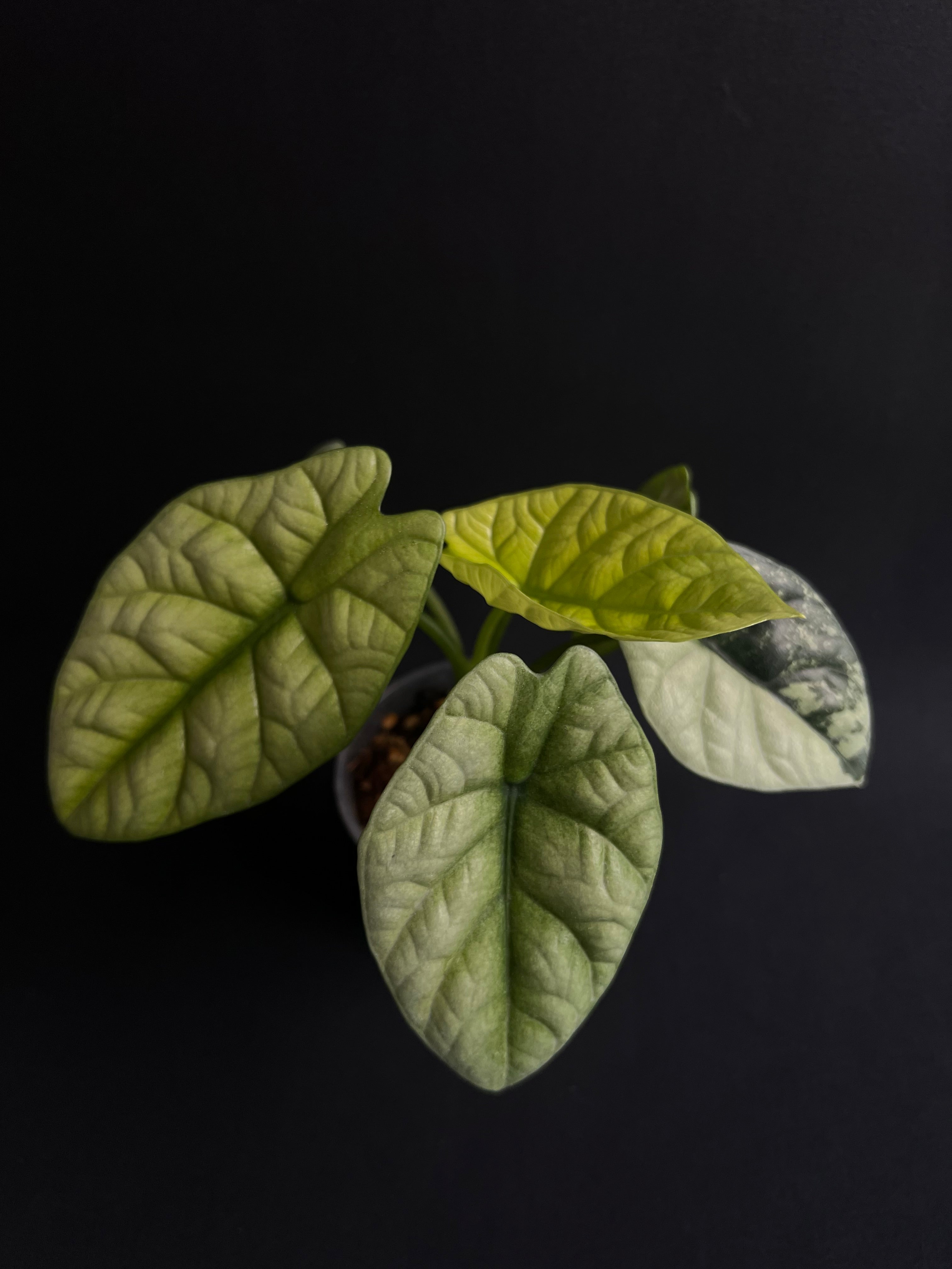 Alocasia Sinuata Mint Variegata #1