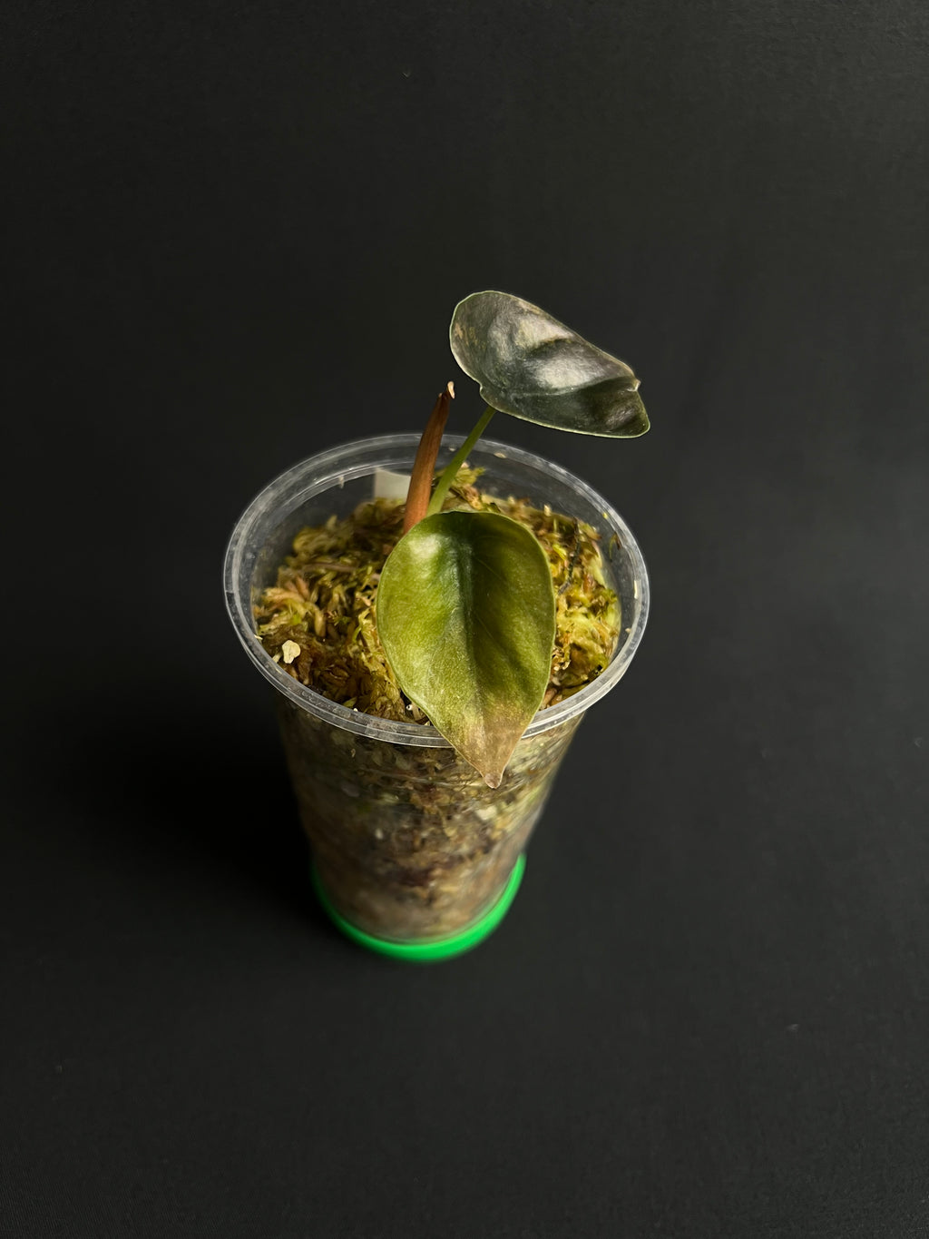 Alocasia Cuprea Latte Variegata