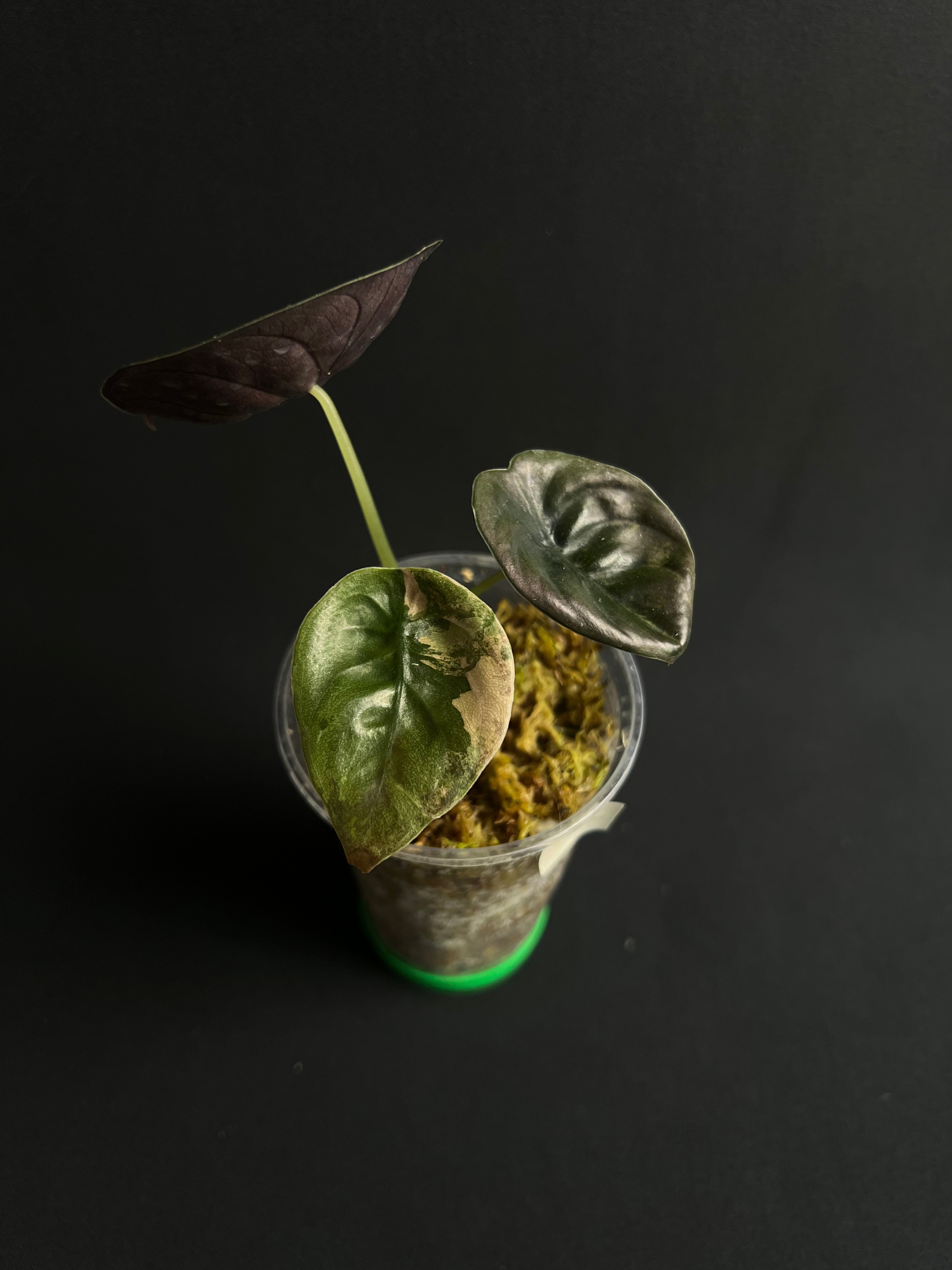 Alocasia Cuprea Latte Variegata – MJ.Botanicals