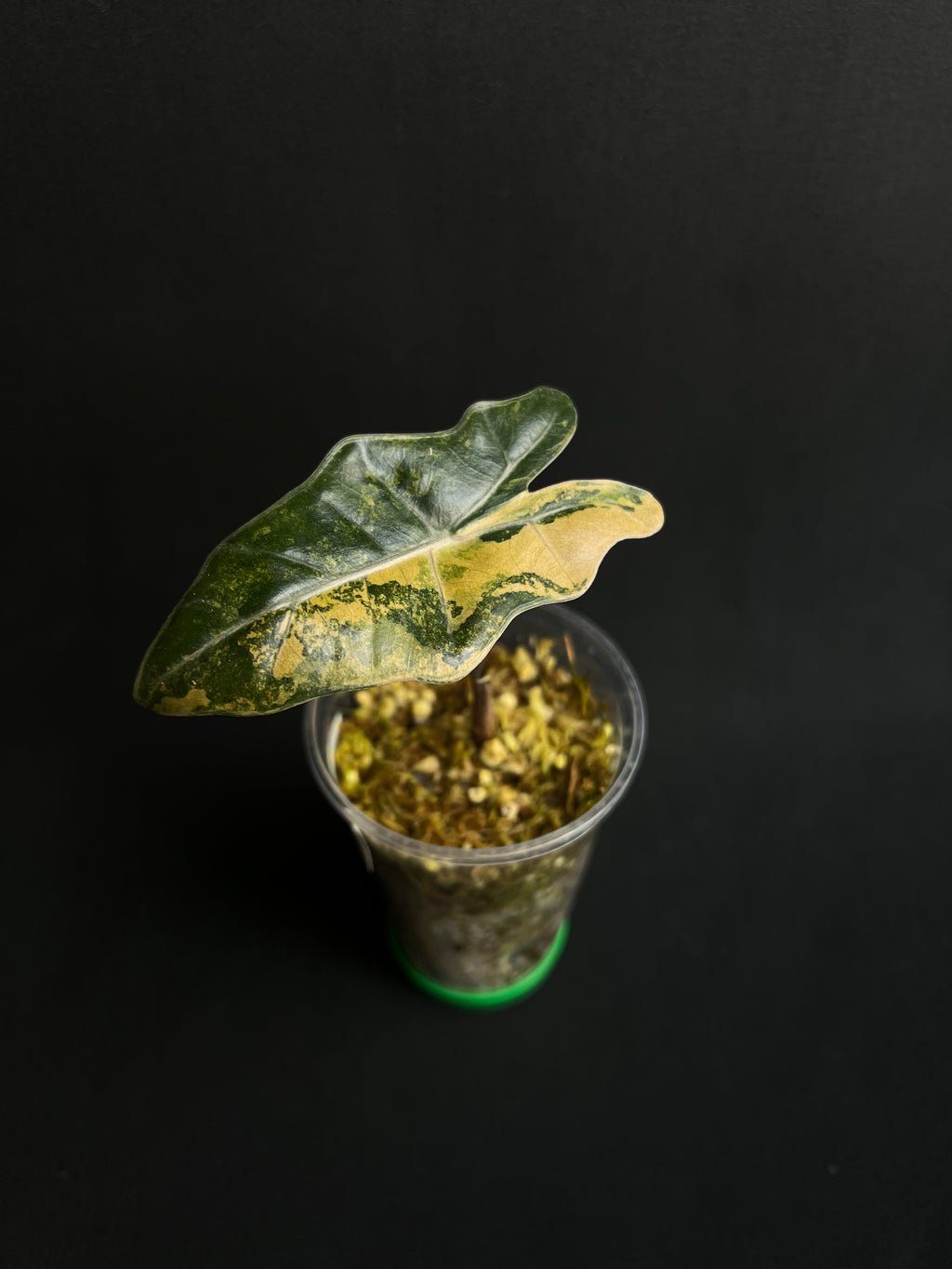 Alocasia Pseudo Sanderiana Aurea Variegata