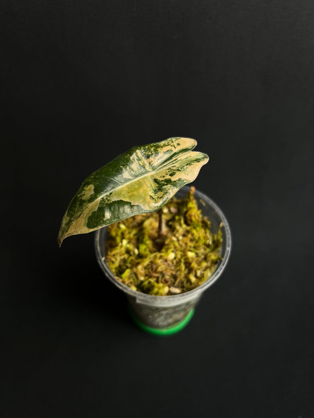 Alocasia Pseudo Sanderiana Aurea Variegata