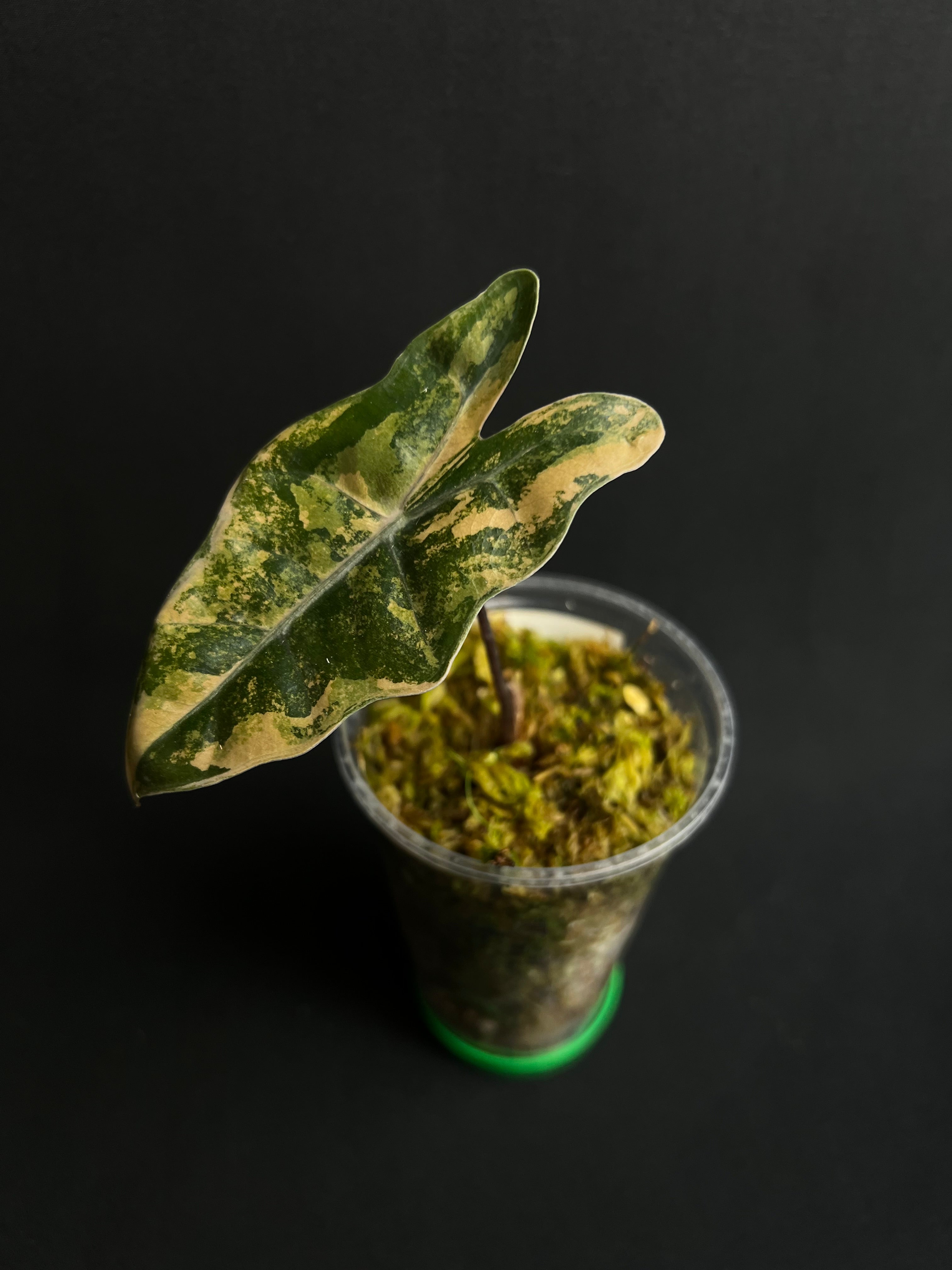 Alocasia Pseudo Sanderiana Aurea Variegata