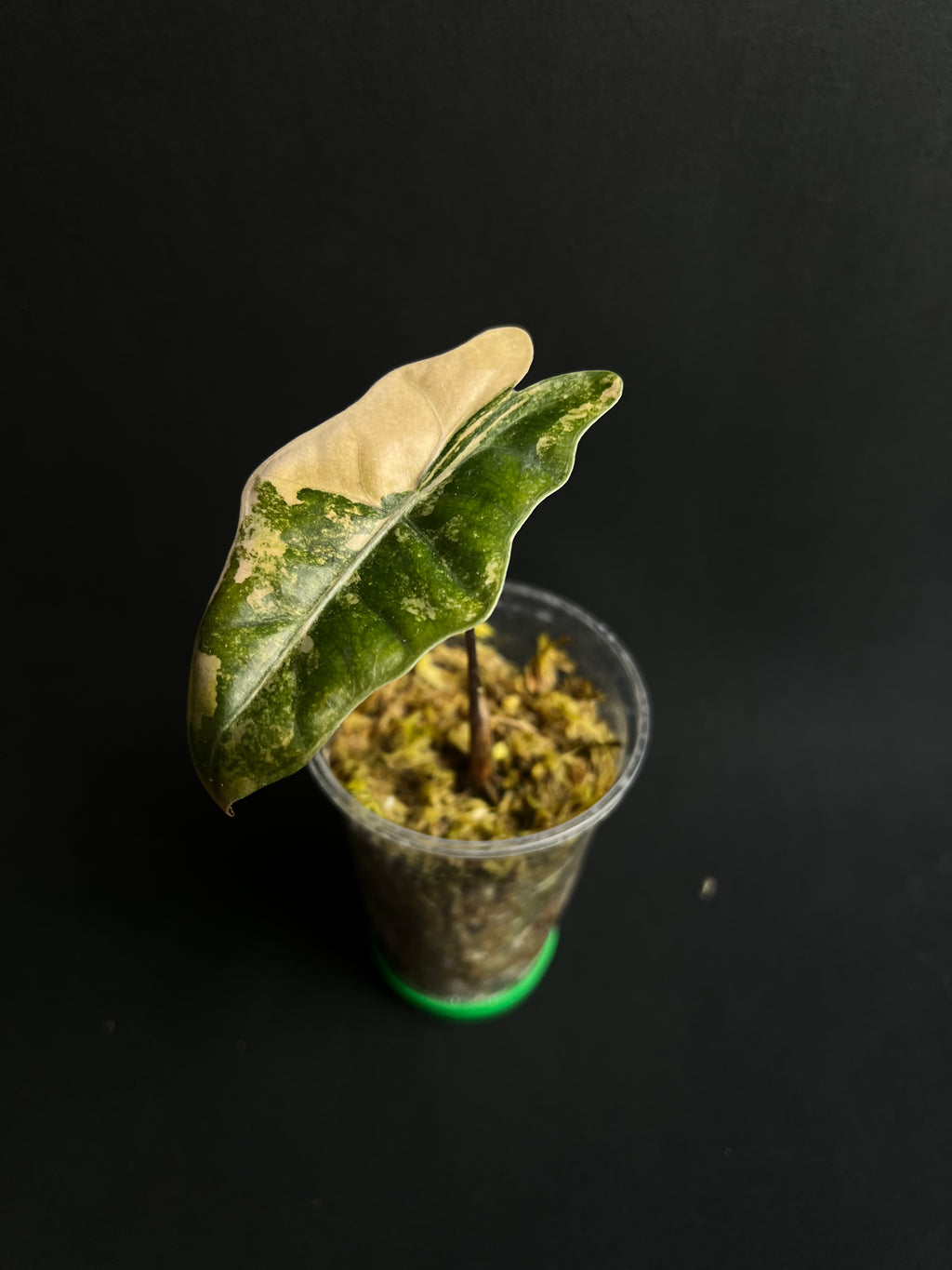 Alocasia Pseudo Sanderiana Aurea Variegata