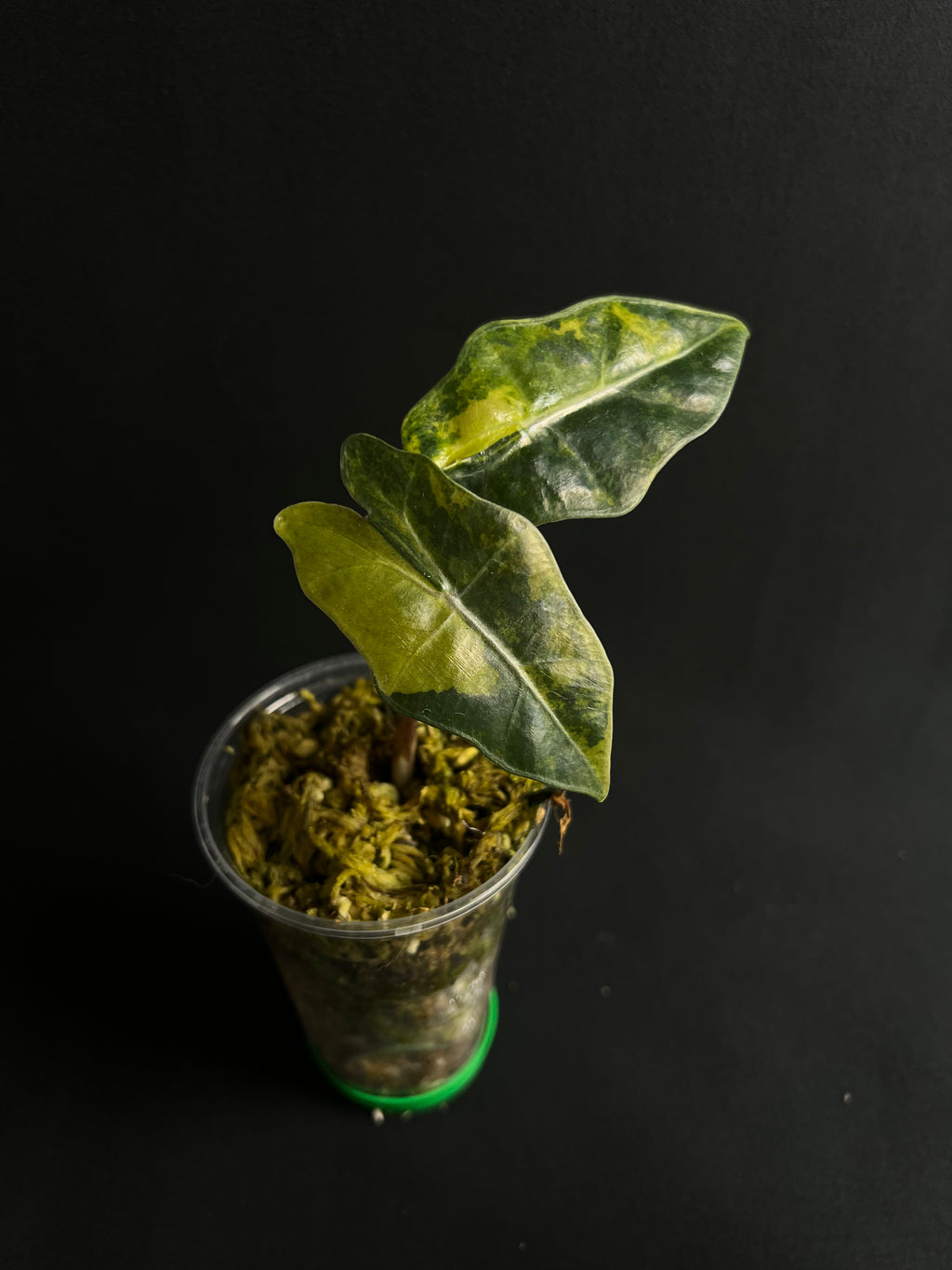 Alocasia Pseudo Sanderiana Aurea Variegata
