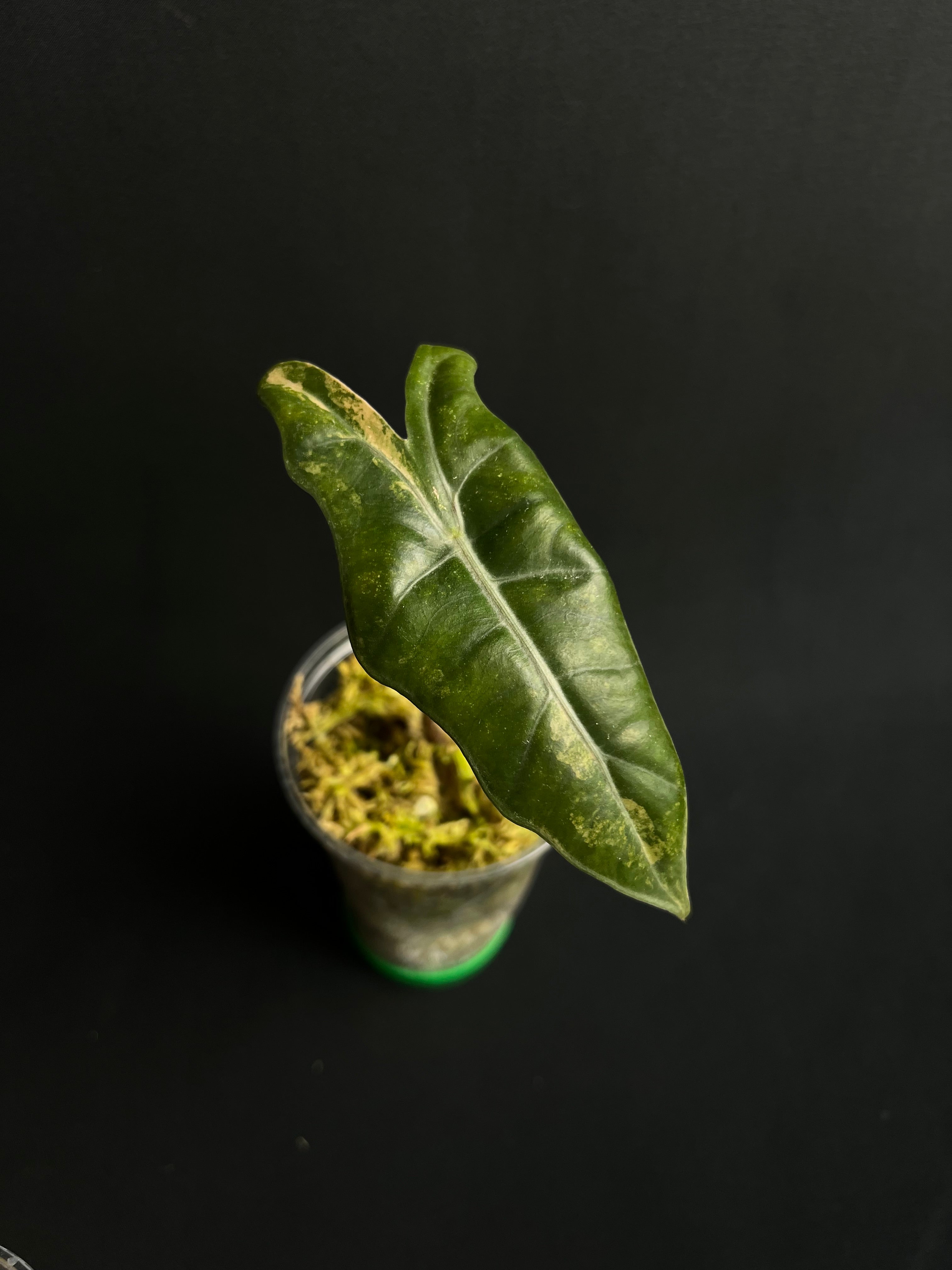 Alocasia Pseudo Sanderiana Aurea Variegata