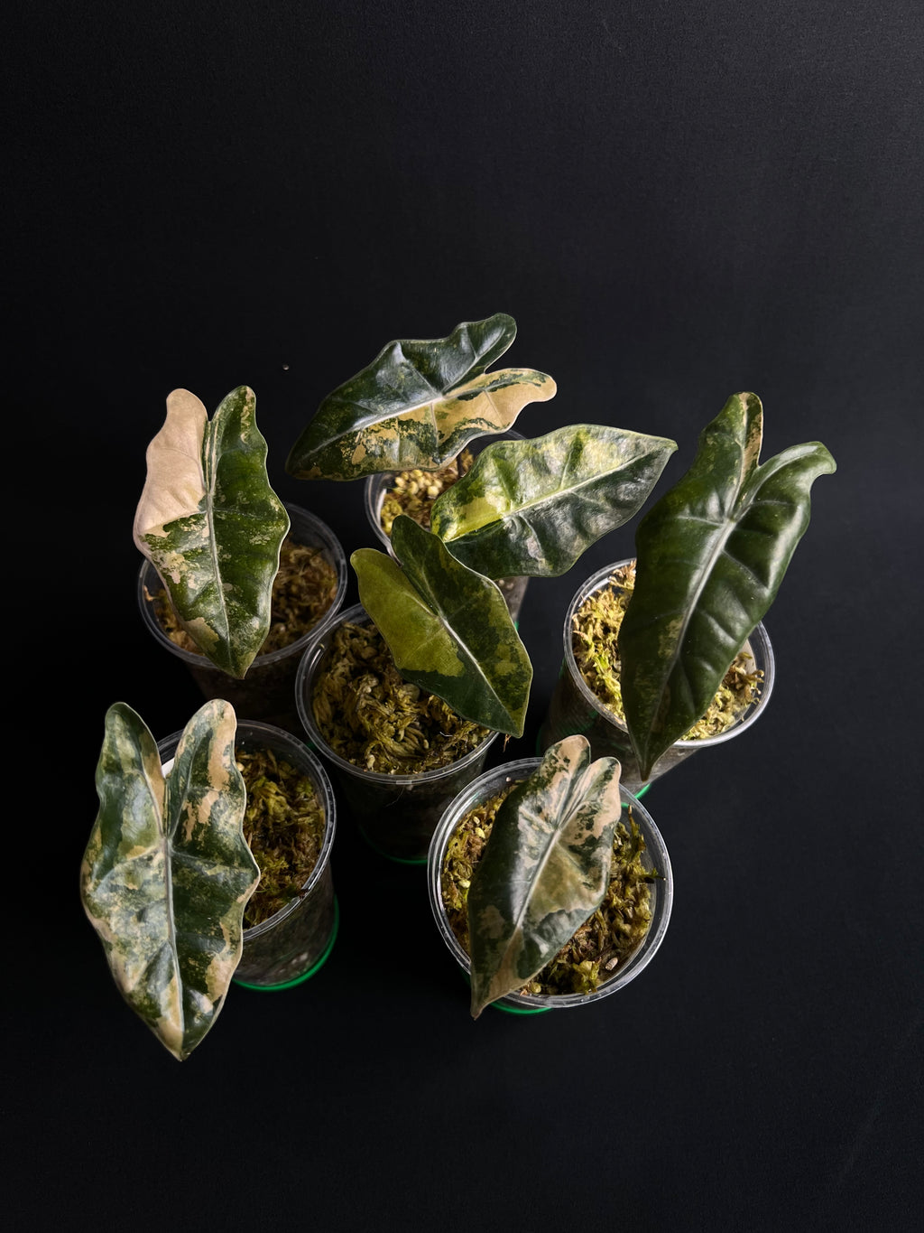 Alocasia Pseudo Sanderiana Aurea Variegata