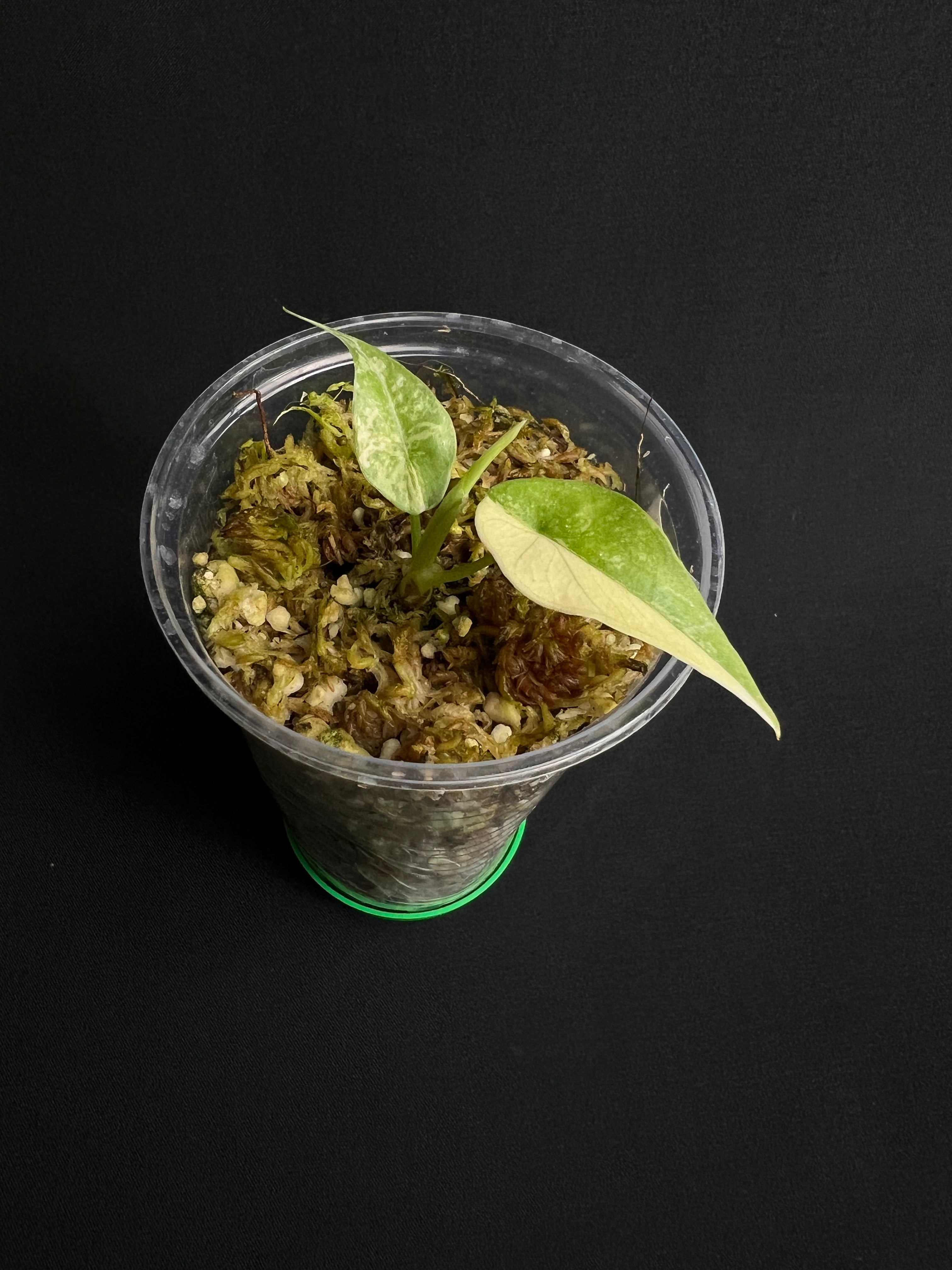 Alocasia Simpo Aurea Variegata #1