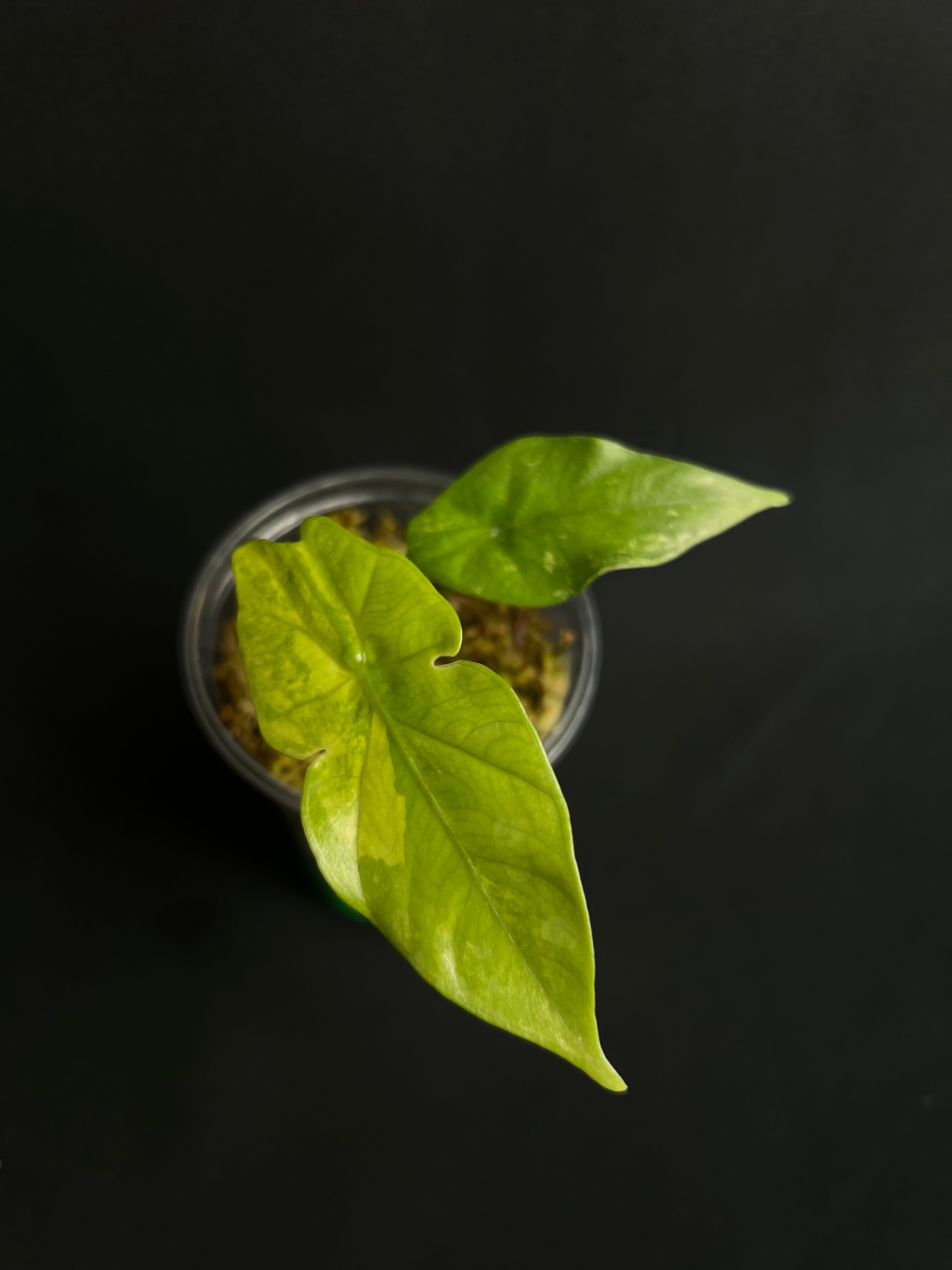 Alocasia Simpo Aurea Variegata #2