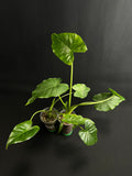 Alocasia Odora 'California' Albo Variegata (Gageana) #3