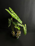 Alocasia Longiloba 'Gold'