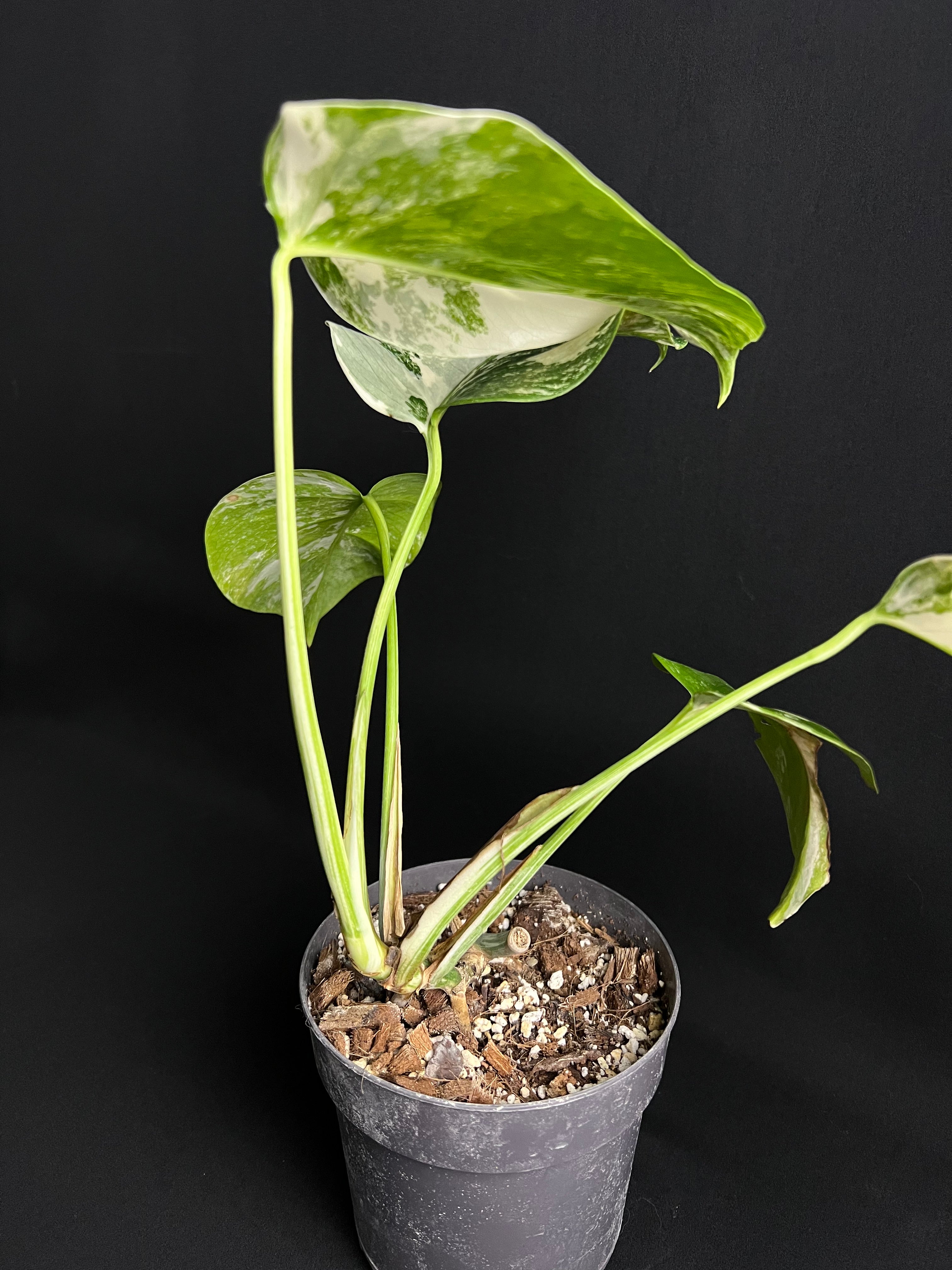 Monstera Deliciosa Albo Variegata