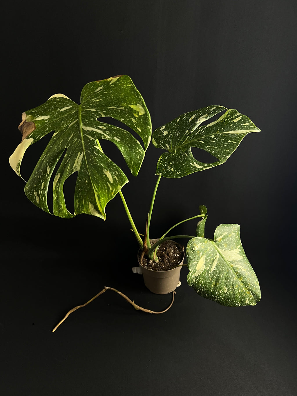 Monstera Thai Constellation