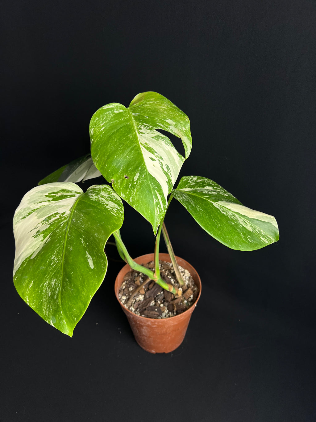 Monstera Thai Constellation