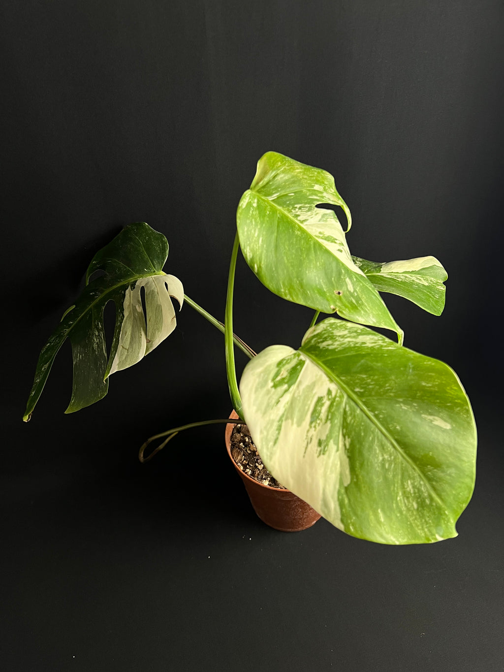 Monstera Thai Constellation