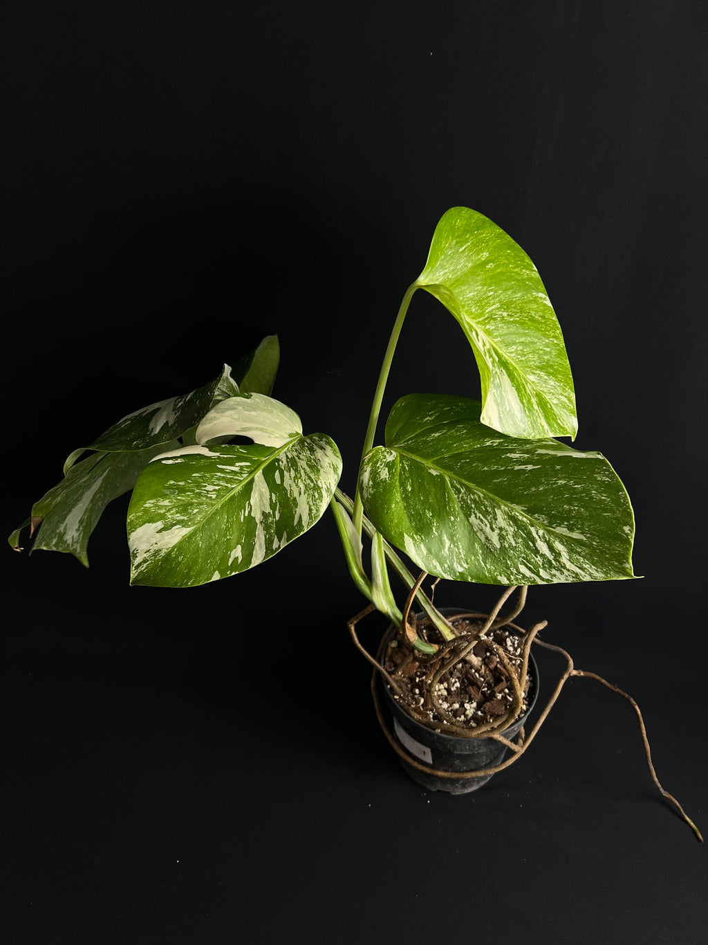 Monstera Thai Constellation