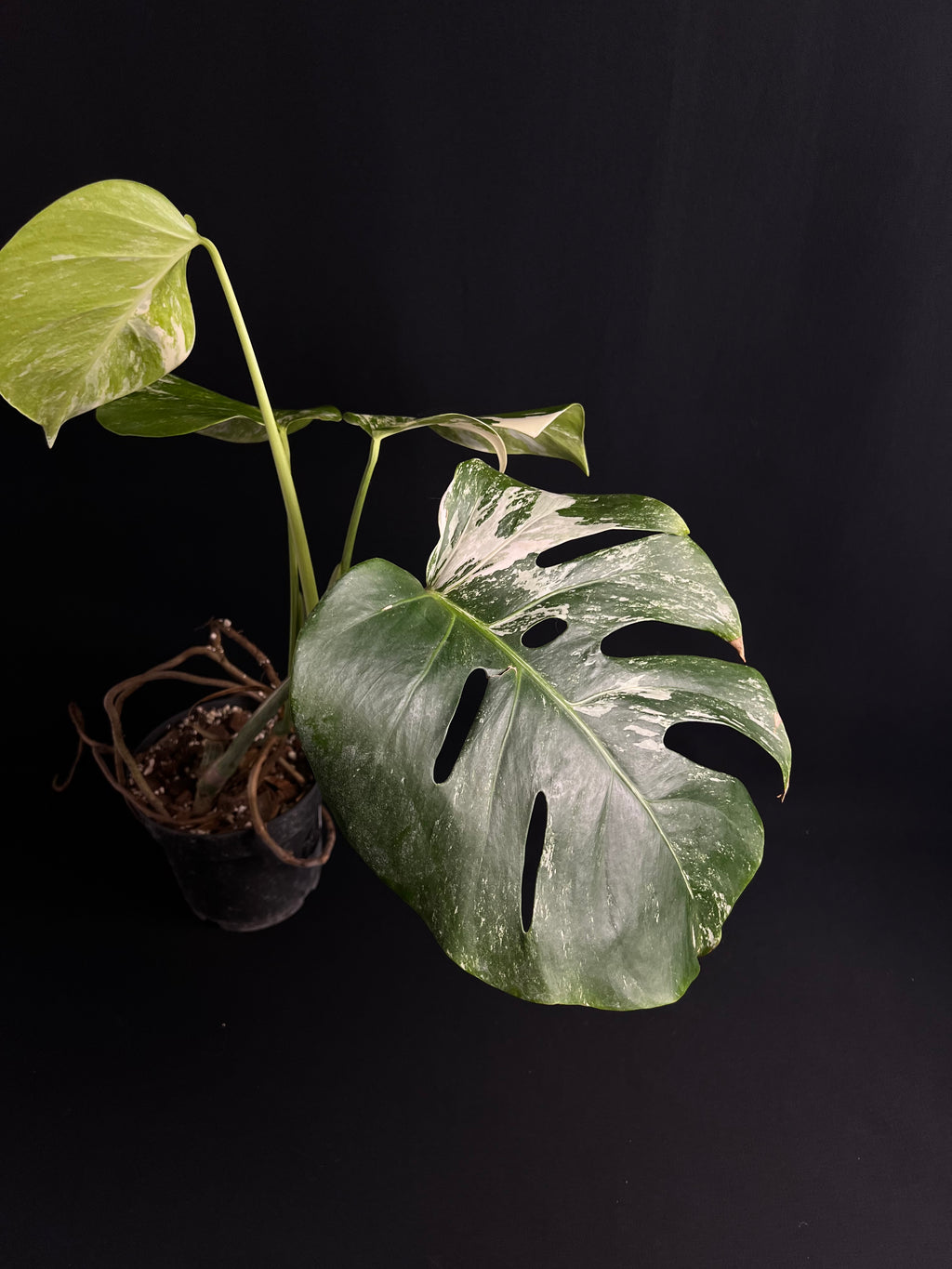 Monstera Thai Constellation