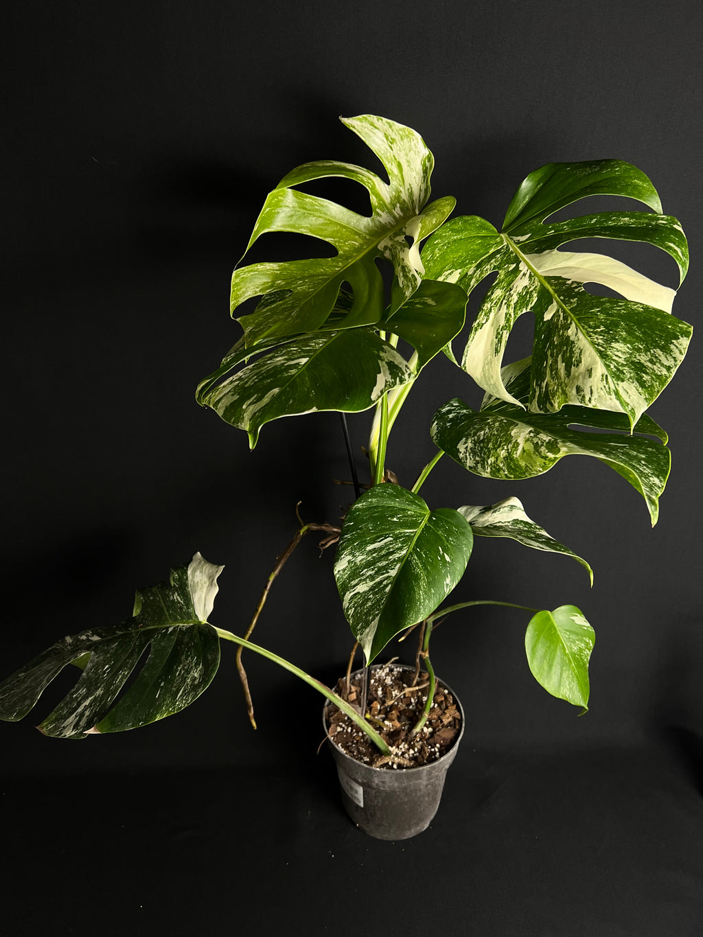 Monstera Thai Constellation