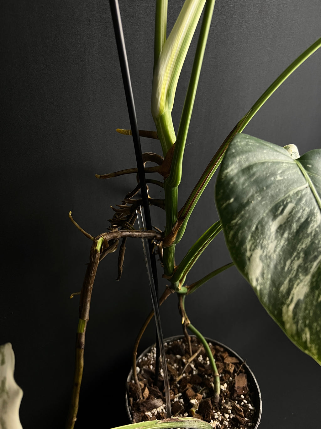 Monstera Thai Constellation