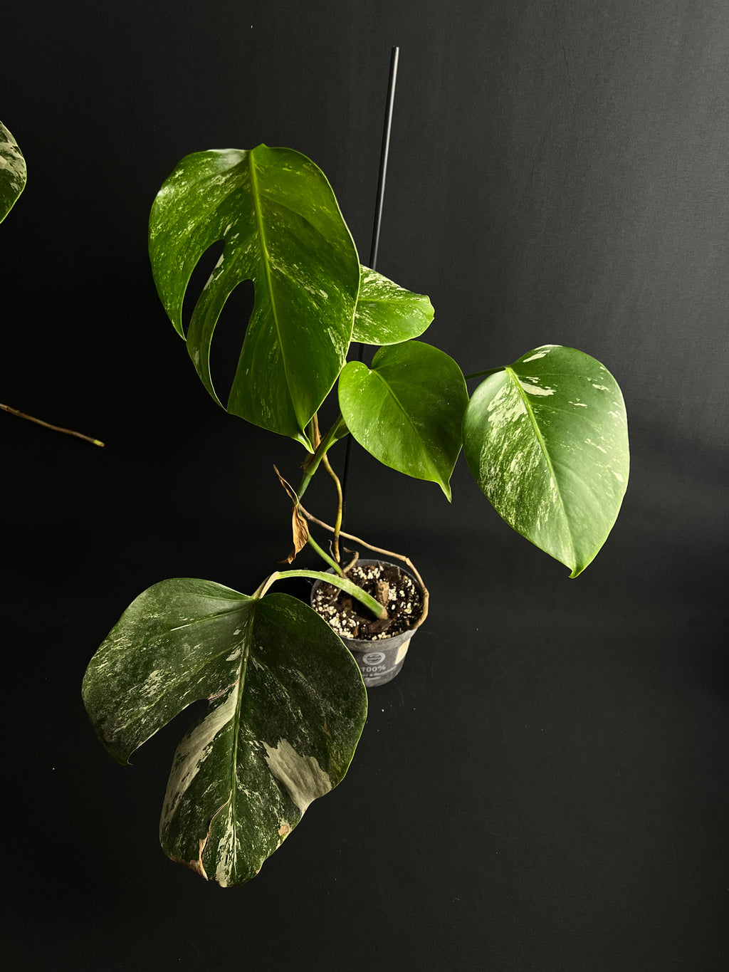 Monstera Thai Constellation