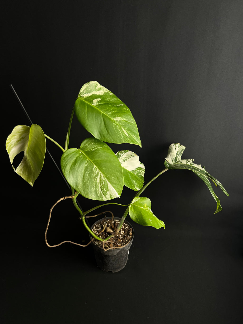 Monstera Thai Constellation