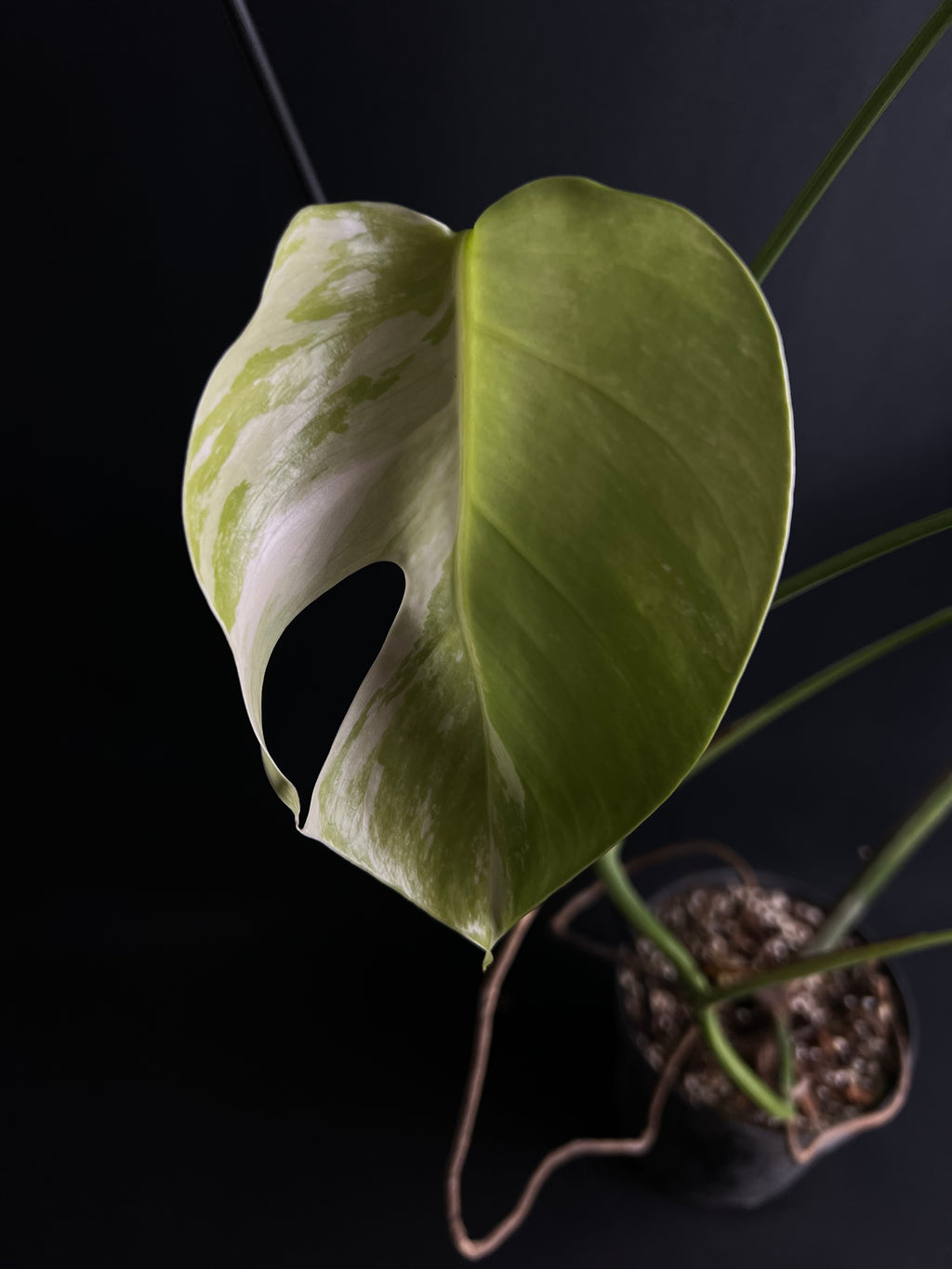 Monstera Thai Constellation